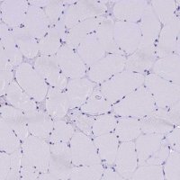 Anti-SLC8B1 antibody produced in rabbit 