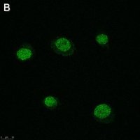 Anti-SLFN11 Antibody, clone 3E13 ZooMAb Rabbit Monoclonal 