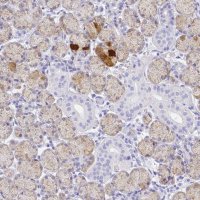 Anti-SMR3A antibody produced in rabbit 