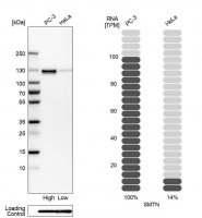 Anti-SMTN antibody produced in rabbit 