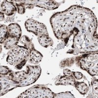 Anti-SNRNP48 antibody produced in rabbit 