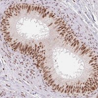 Anti-SNRPG antibody produced in rabbit 