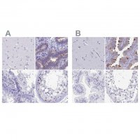 Anti-SNTN antibody produced in rabbit 