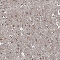 Anti-SNX32 antibody produced in rabbit 