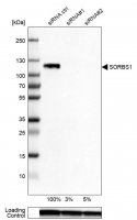 Anti-SORBS1 antibody produced in rabbit 