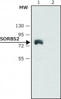 Anti-SORBS2 (N-terminal) antibody produced in rabbit 