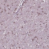 Anti-SOX10 antibody produced in rabbit 