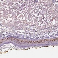 Anti-SOX15 antibody produced in rabbit 