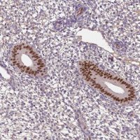 Anti-SOX17 antibody produced in rabbit 