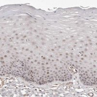 Anti-SOX4 antibody produced in rabbit 