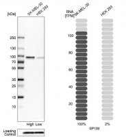 Anti-SP100 antibody produced in rabbit 