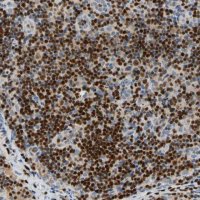 Anti-SP140 antibody produced in rabbit 