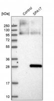 Anti-SPA17 antibody produced in rabbit 