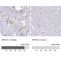 Anti-SPACA1 antibody produced in rabbit 