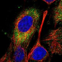 Anti-SPATC1L antibody produced in rabbit 
