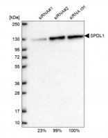 Anti-SPDL1 antibody produced in rabbit 