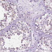 Anti-SPDYA antibody produced in rabbit 