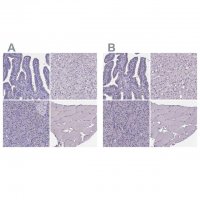 Anti-SPEF2 antibody produced in rabbit 