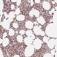 Anti-SPI1 antibody produced in rabbit 