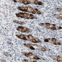 Anti-SPINK4 antibody produced in rabbit 