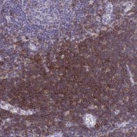 Anti-SPN antibody produced in rabbit 