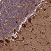 Anti-SPOCK2 antibody produced in rabbit 