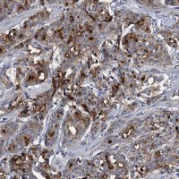 Anti-SPON2 antibody produced in rabbit 