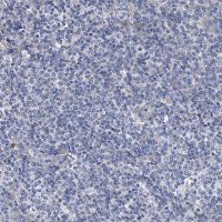 Anti-SPP1 antibody produced in rabbit 