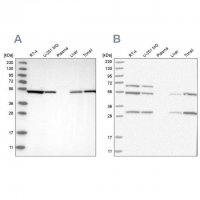 Anti-STK24 antibody produced in rabbit 