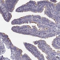 Anti-STMND1 antibody produced in rabbit 