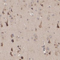 Anti-STON2 antibody produced in rabbit 