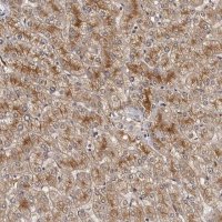 Anti-STRADB antibody produced in rabbit 