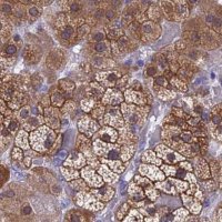 Anti-STUB1 antibody produced in rabbit 
