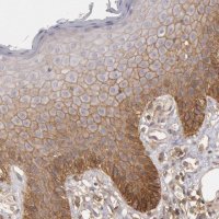 Anti-STX4 antibody produced in rabbit 
