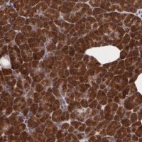 Anti-STX5 antibody produced in rabbit 