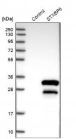 Anti-STXBP6 antibody produced in rabbit 