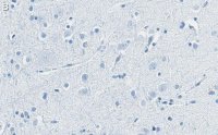 Anti-Substance P Antibody, clone 1K3 ZooMAb Rabbit Monoclonal 