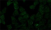 Anti-SUMO-2 antibody produced in rabbit 