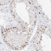 Anti-SUPT5H antibody produced in rabbit HPA029273-100UL