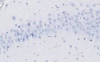 Anti-SV2A Antibody, clone 1I4 ZooMAb Rabbit Monoclonal 