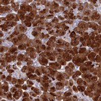 Anti-SYCN antibody produced in rabbit 