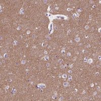 Anti-SYN1 antibody produced in rabbit HPA000397-100UL