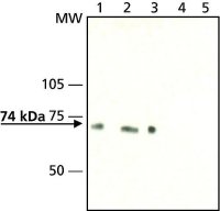 Anti-Synapsin II (C-terminal) antibody produced in rabbit 