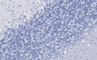 Anti-Synapsin-1 Antibody, clone 1G5 ZooMAb Rabbit Monoclonal 