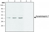 Anti-Synaptotagmin 7 (C-terminal) antibody produced in rabbit SAB4200308-200UL