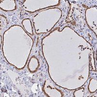 Anti-SYNCRIP antibody produced in rabbit 