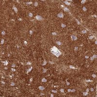 Anti-SYNGR3 antibody produced in rabbit 