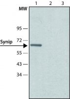 Anti-Synip (N-terminal) antibody produced in rabbit 