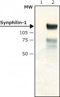 Anti-Synphilin-1 antibody produced in rabbit S5946-200UL
