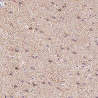 Anti-SYT11 antibody produced in rabbit 
